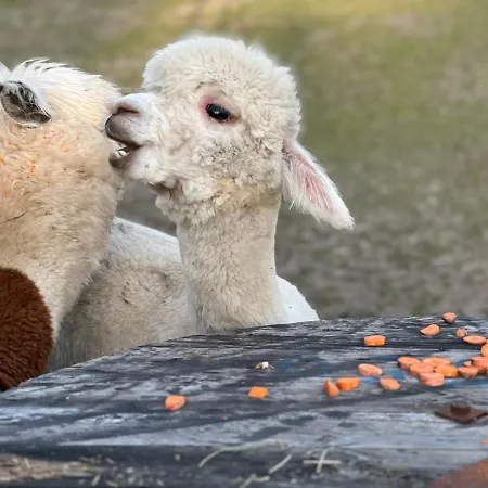 Hébergement de vacances Zacisze Dom Comfort 70m2 *