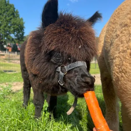 Zacisze Dom Comfort 70m2 Ulinia