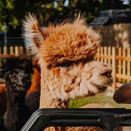 Hébergement de vacances Zacisze Dom Comfort 70m2 *