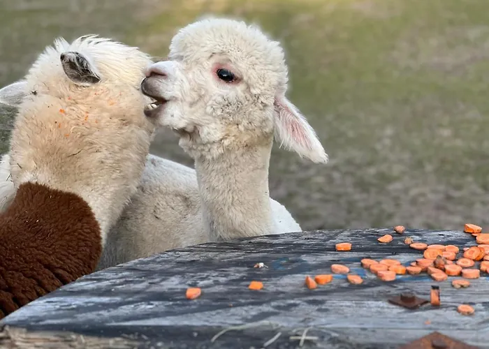 Дом отдыха Zacisze Dom Comfort 70m2 *