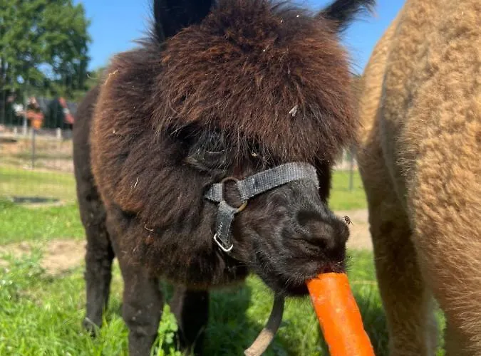 Zacisze Dom Comfort 70m2 Ulinia