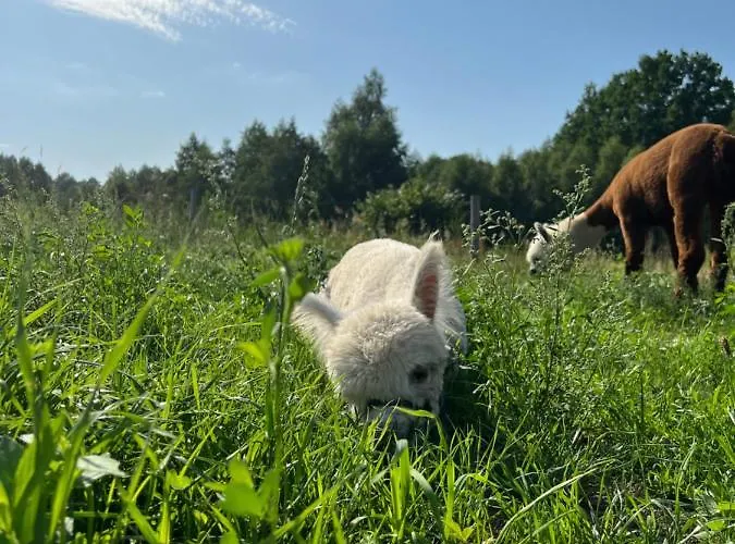 Semesterbostad Zacisze Dom Comfort 70m2 *