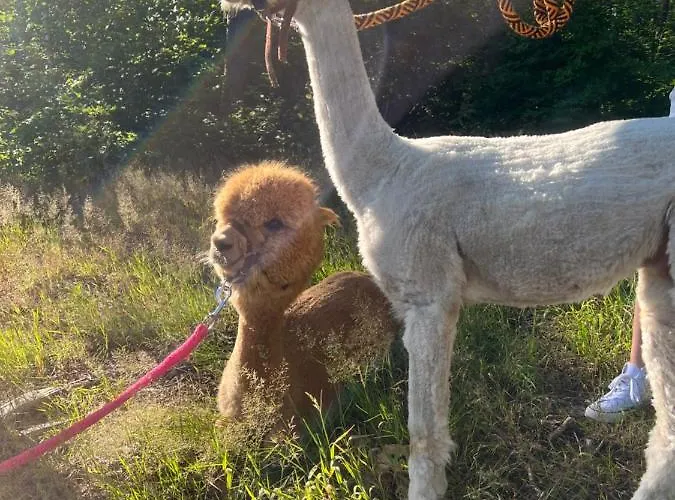 Zacisze Dom Comfort 70m2 *